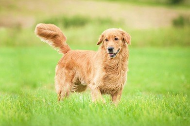 golden retriever running on the lawn