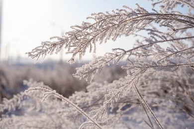 dawn on a snow-covered field amid grass. snow and frost on the plants. ice grass. ice tale. beautiful winter background with branches covered with hoarfrost. the plants are covered with frost.