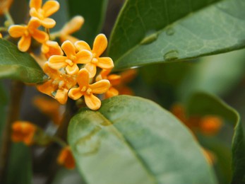 nity osmanthus flowers in rainy day