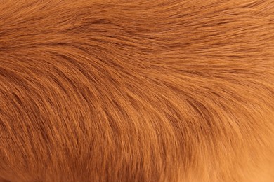 golden dog fur with textures.