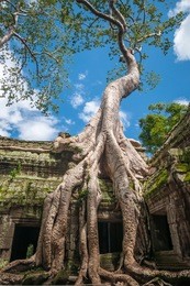 ancient khmer architecture ,ta prohm temple  ruins hidden in jungle in siem reap, cambodia. ta prohm is a jungle temple  in angkor.
