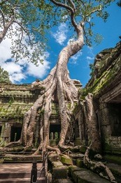 ancient khmer architecture ,ta prohm temple  ruins hidden in jungle in siem reap, cambodia. ta prohm is a jungle temple  in angkor.