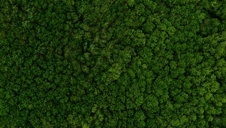 aerial view of dark green forest abundant natural ecosystems of rainforest. concept of nature  forest preservation and reforestation.