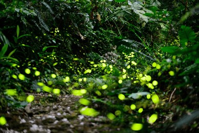 april-june in late spring and early summer is the best season for watching fireflies.