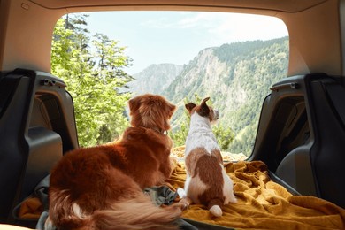 dog in car in a cage with a view to the mountains. traveling with a pet by car. nova scotia duck tolling retriever and jack russell terrier road adventure