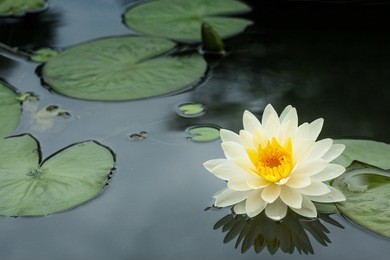 yellow lotus flower and  lotus flower plants