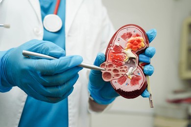 chronic kidney disease, doctor holding model for treatment urinary system, urology, estimated glomerular filtration rate egfr.