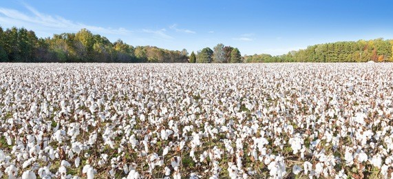 wideangle shot of cotton field