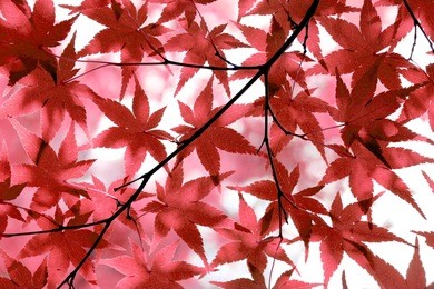 red japanese maple leaves background