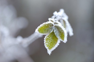 frozen leaves of a plant in winter