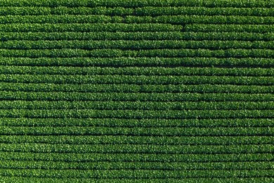 top view of green soybean plantation field from drone pov, aerial shot