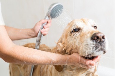 relaxing bath foam to a golden retriever dog