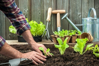 farmer planting young seedlings of lettuce salad in the vegetable garden