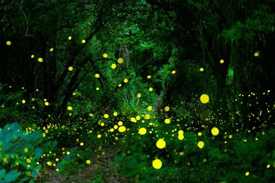 in gotjawal forest, a famous tourist attraction on jeju island, south korea, fireflies create a wonderful scenery with beautiful lights.