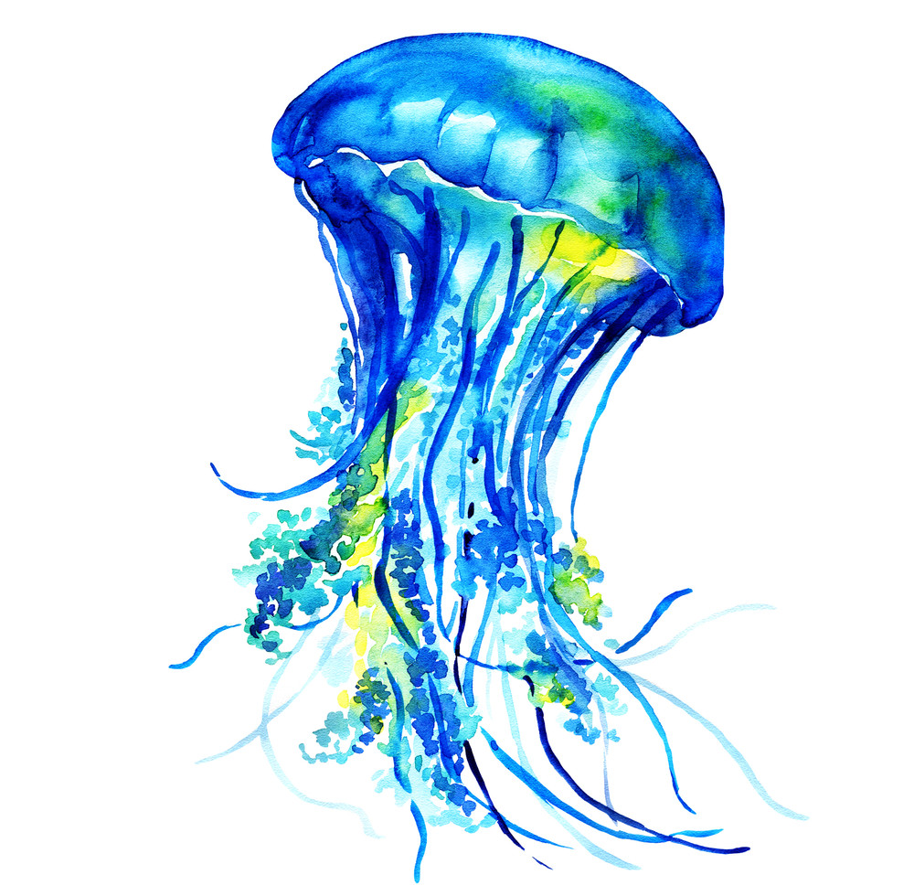 ocean water jellyfish