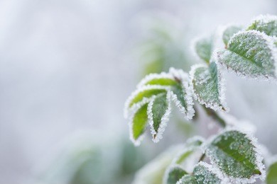 winter white  field with frozen green rose leaves with copy space