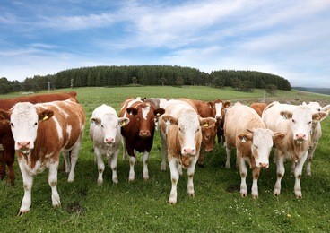 herd of cattle in english countryside