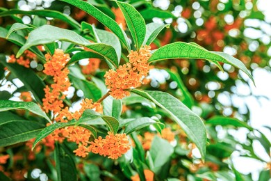 osmanthus flowers blooming on the tree on a sunny day