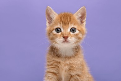 portrait of an adorable ginger kitten looking at the camera on a lavender purple background with space for copy