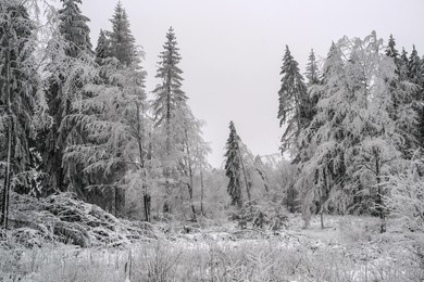                  winter forest on a gloomy day              