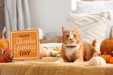 cute cat with pumpkins and card for thanksgiving day in bedroom