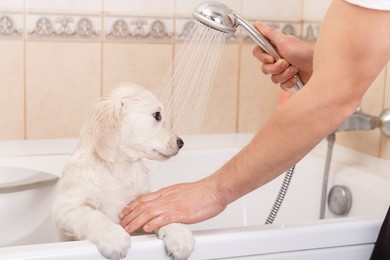 golden retriever puppy is taking a shower at home