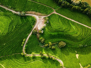 aerial view of tea plantation in gorreana, azores. nature landscape background.