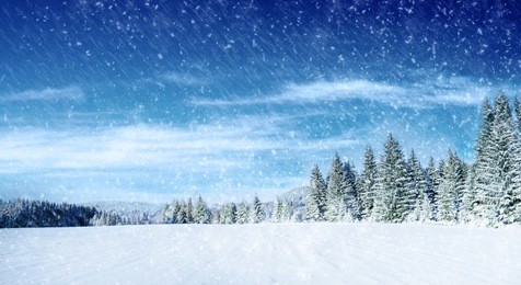 trees covered with hoarfrost and snow