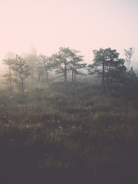 beautiful tranquil landscape of misty swamp lake with mist and boardwalks - retro, vintage style look