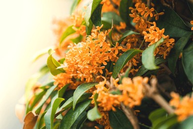 little flowers of fragrant orange-colored olive (osmanthus fragrans ) in the garden.