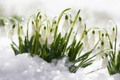 blooming snowdrop flowers on the snow, selective focus blur. a beautiful card for the holiday in march.