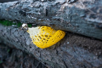 image of phallus luteus living in humid mountainous areas
