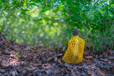 image of phallus luteus living in humid mountainous areas