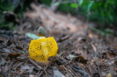 image of phallus luteus living in humid mountainous areas
