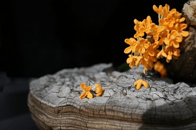 flowers of sweet osmanthus on a black background