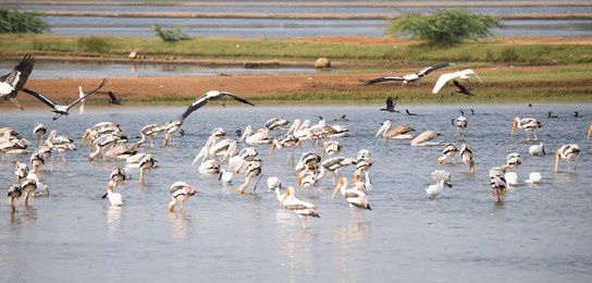 water birds in a lake. painted storks, spoonbills, pelicans and egrets in a lake