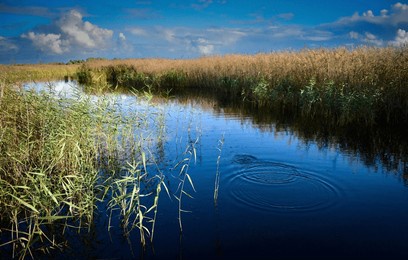 fish ripples on still water at newport wetlands nature reserve.