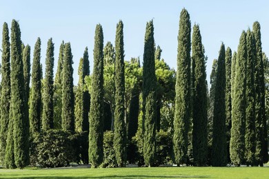 group of cupressus sempervirens or mediterranean cypress trees are planted in city park in krasnodar. cypress as hedge for recreation areas. public landscape "galitsky park". sunny autumn day 2023.