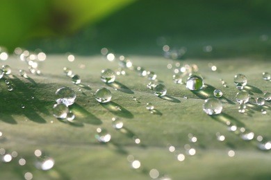 lotus leaf with water drops effect green, drops of dew on a green grass