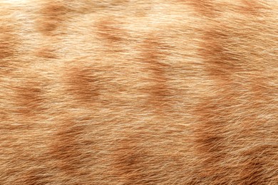 ginger cat fur texture background. pet hair background.