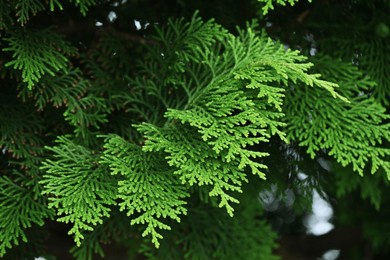 japanese cypress  hinoki tree ( chamaecyparis obtusa ) leaves, bark, cones. cupressaceae conifer. cones ripens to reddish-brown color from october to november.