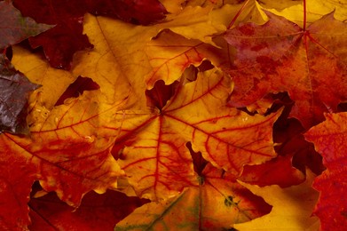 autumn leaves on a white background. autumn leaves don't fall, they fly. they take their time and use this as their only chance to take off.