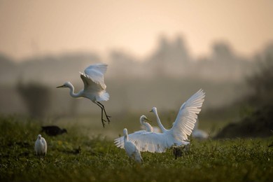 fight of great egrets in morning 
