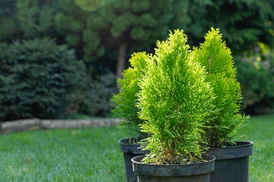 group of thuja, cypress seedling are in black plastic pot in the garden, on a stump, ready for planting. gardening background photo with soft selective focus. copy space. close-up.