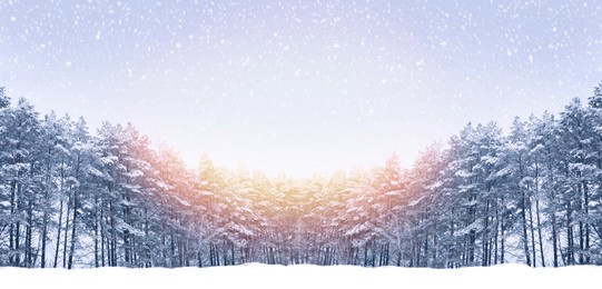 landscapes. frozen winter forest with snow covered trees. outdoor