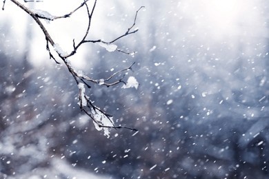 a snow-covered tree branch in a winter forest during a blizzard
