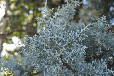 close-up of arizona cypress branches, showcasing the intricate silver needles