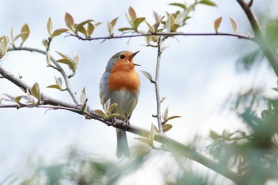 wildeshausen (low saxon: wilshusen), lower saxony, germany. robin (erithacus rubecula).wild bird in a natural habitat.