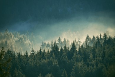 misty pine forest on the mountain slope in a nature reserve