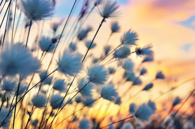 cotton grass on a background of the sunset sky